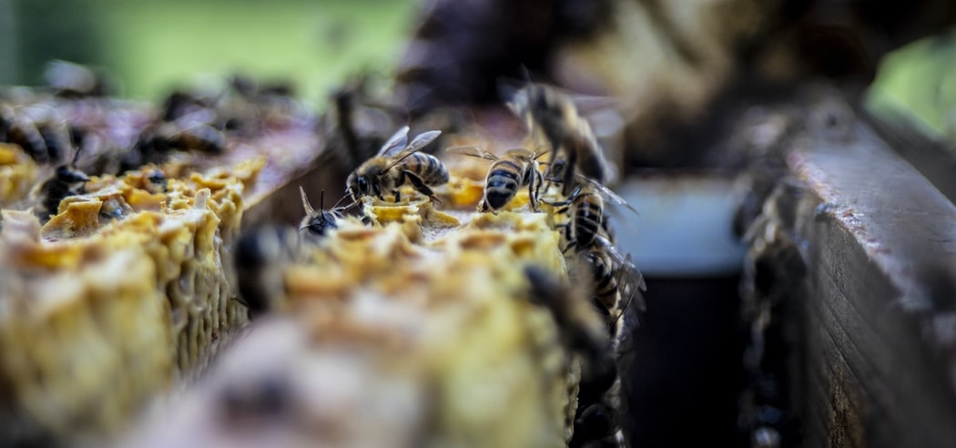 Webinar ‘Bouwen aan Biodiversiteit’